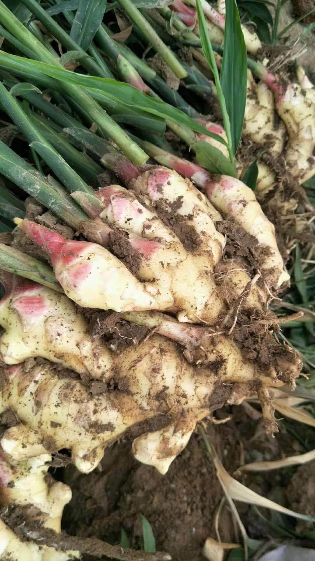 d3228335ac19aa11cd92e45116ac6b0