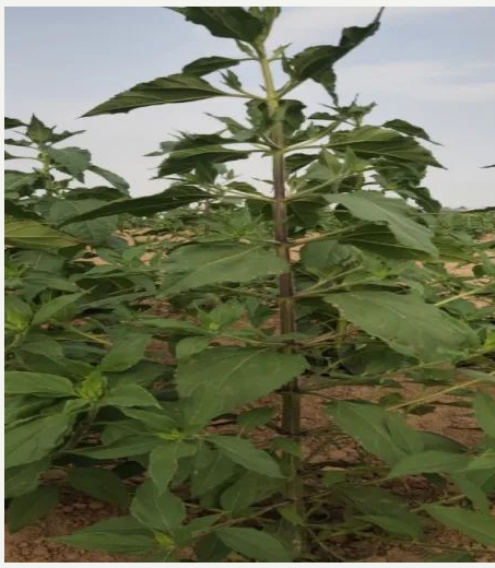 63b8357e5ac7a71ff0fa1c306189960 63b8357e5ac7a71ff0fa1c306189960