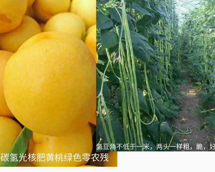 碳?xì)鋵?shí)驗(yàn)基地-黃桃、豆角