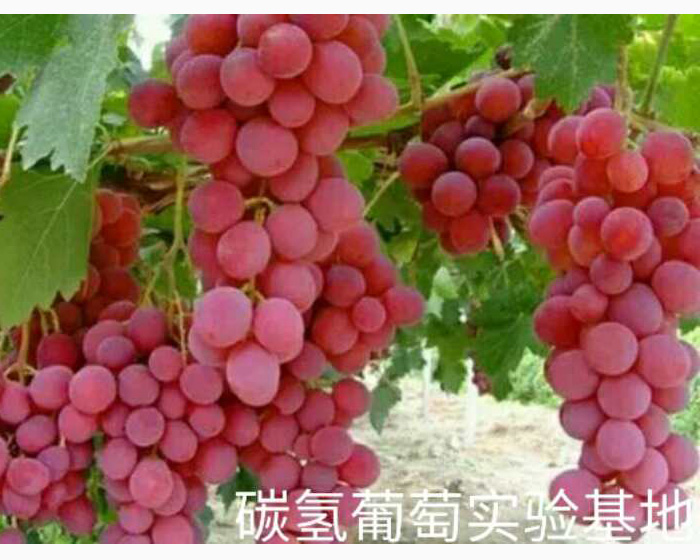 碳?xì)淦咸褜?shí)驗(yàn)基地