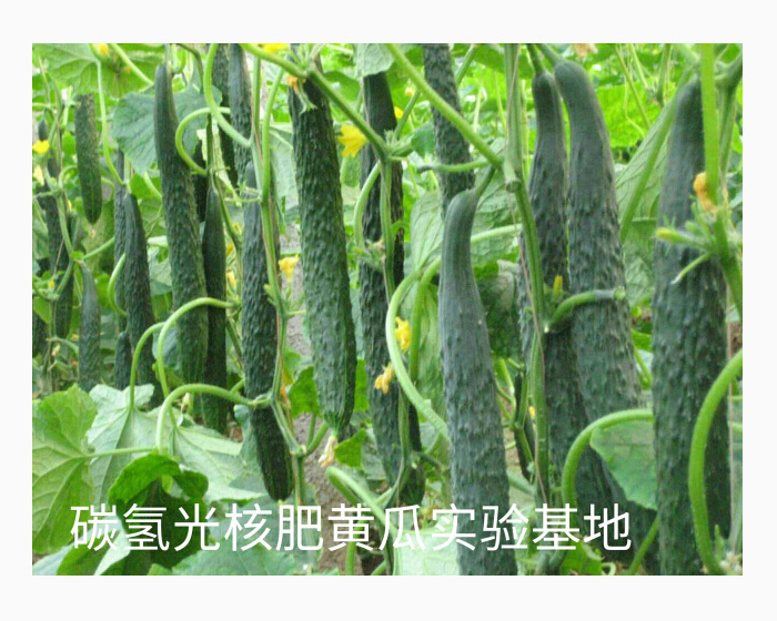 碳?xì)浜朔庶S瓜