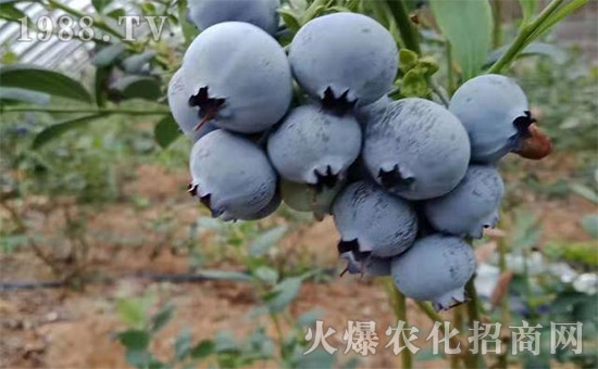 碳氫核肥十大新聞